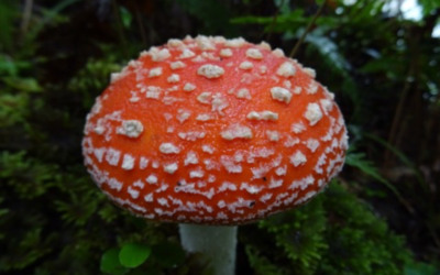 My Amanita Muscaria Experience Part 3
